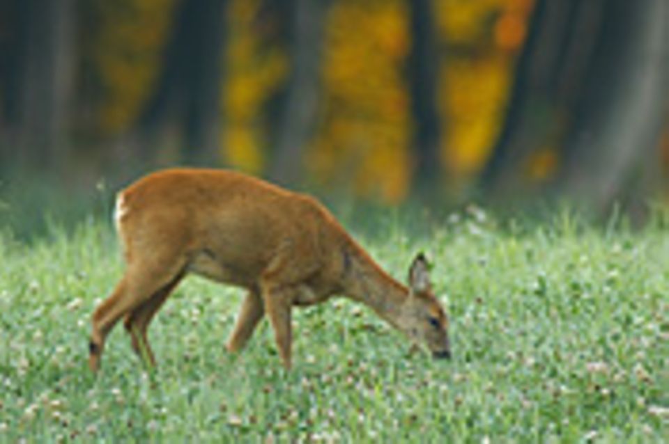 "Große Wildbestände schaden dem Wald"
