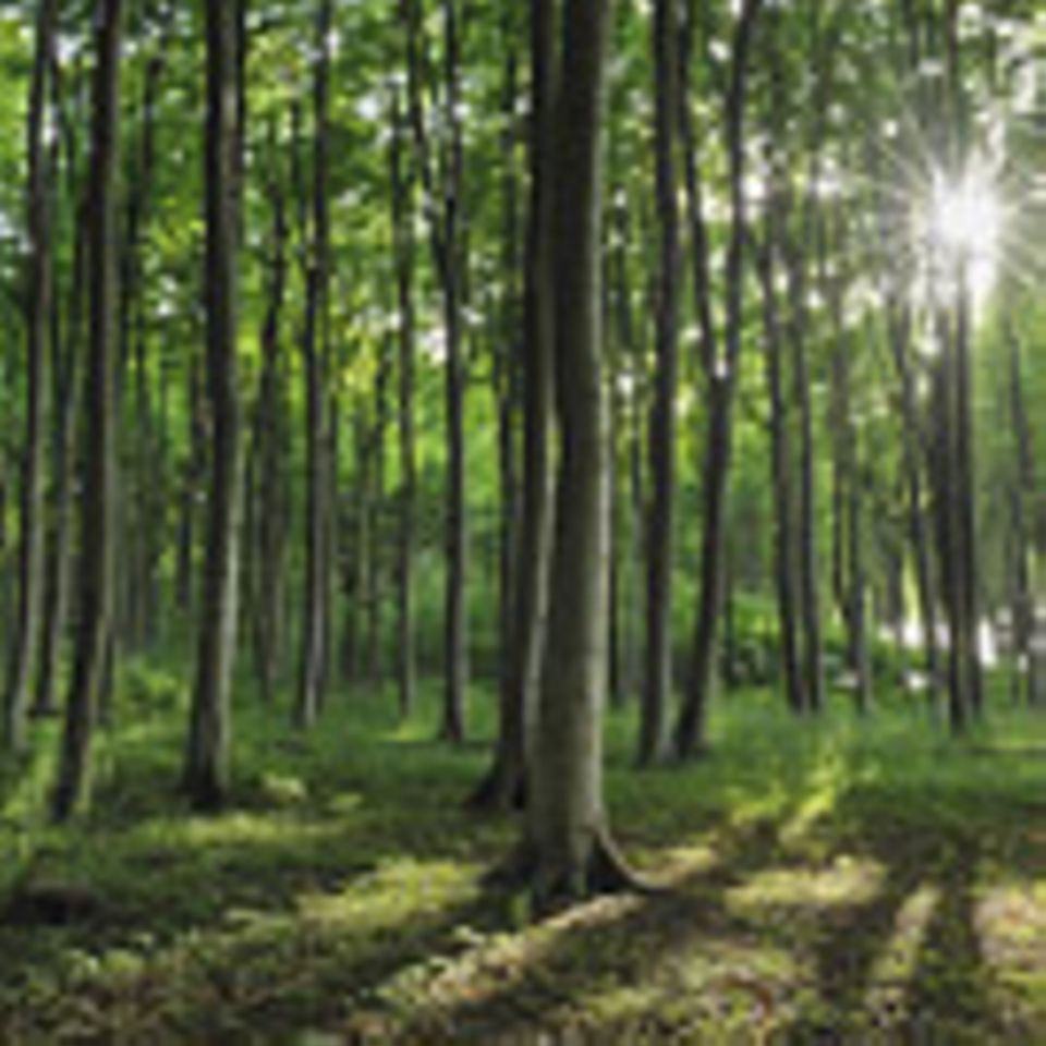 Ökologie: Wald aus dem Rhythmus