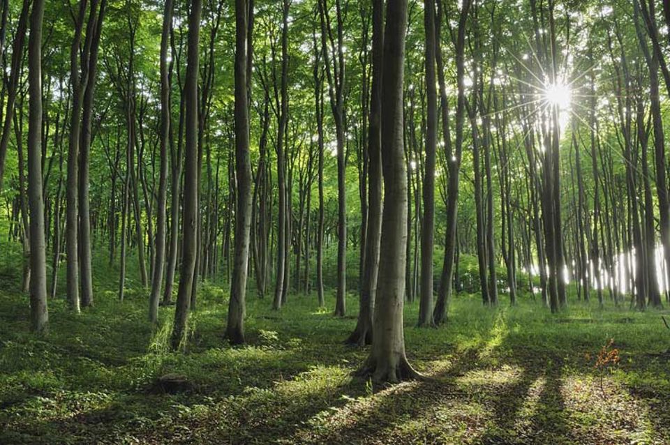 Ökologie: Die ersten Sonnenstrahlen im Jahr sind für viele Waldpflanzen überlebenswichtig Ökologie: Die ersten Sonnenstrahlen im Jahr sind für viele Waldpflanzen überlebenswichtig