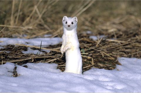 Tiere: Winterschlaf