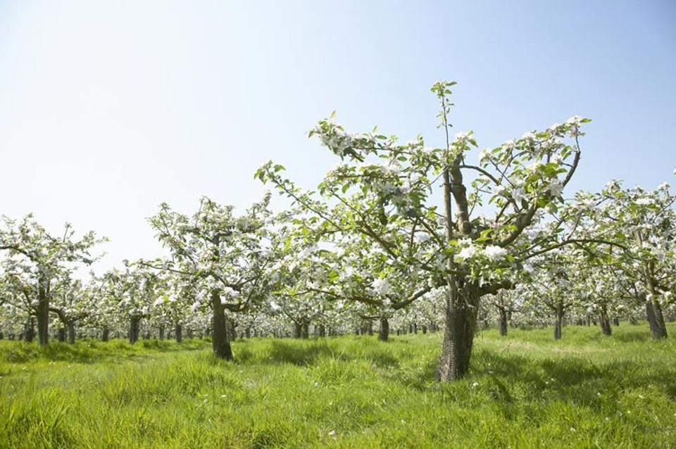 Tipps für Kinder: Apfelbäume blühen im ganzen Land