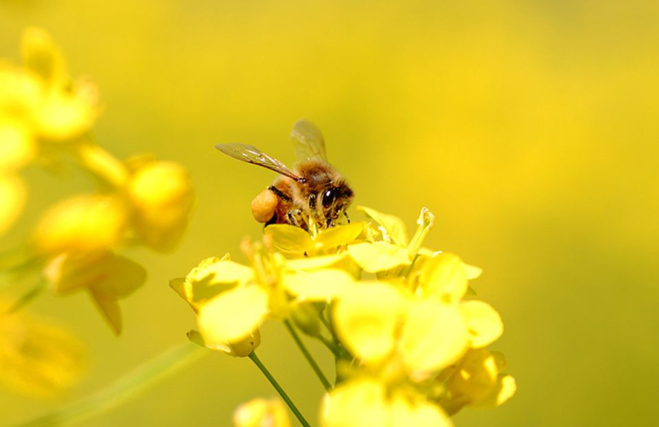 Magisch anziehend: Raps verführt Insekten Magisch anziehend: Raps verführt Insekten