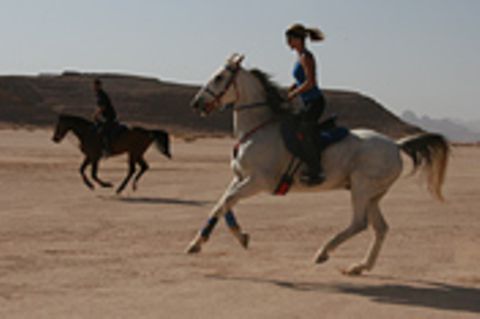 Jordanien, Dynastie der Pferde