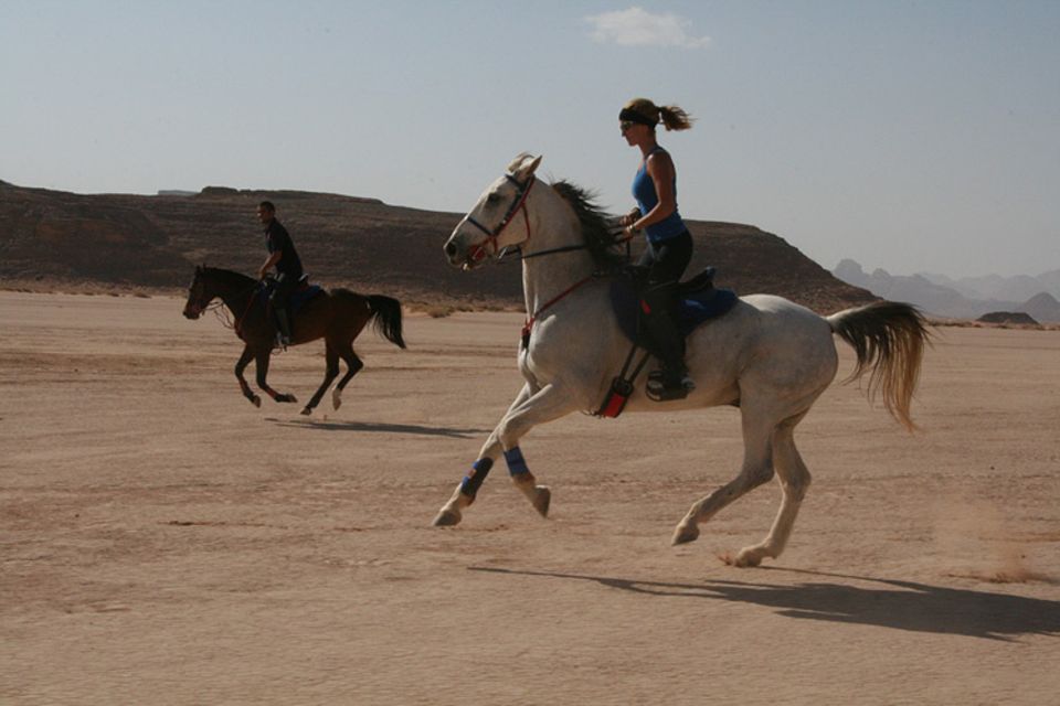 Pferd Und Reiter Jordanien