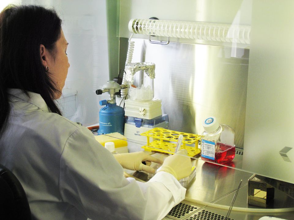Cryo-Brehm: Eine Mitarbeiterin des Instituts gewinnt die Stammzellen