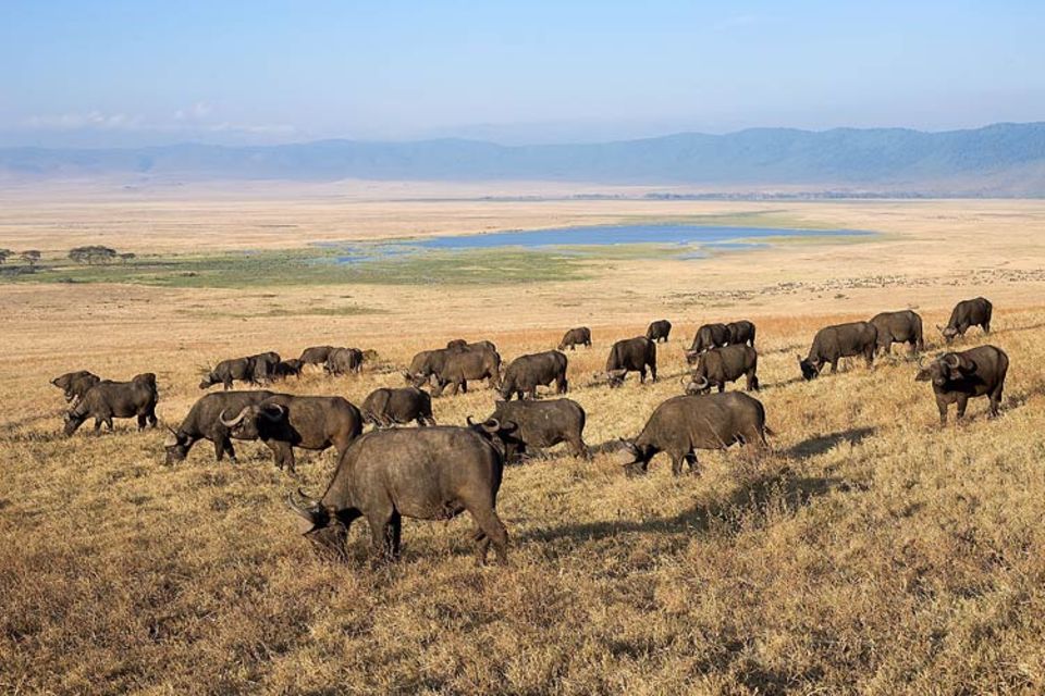 Straßenpläne: Ziehende Tierherden - hier Wasserbüffel - sind das "Markenzeichen" der Serengeti Straßenpläne: Ziehende Tierherden - hier Wasserbüffel - sind das "Markenzeichen" der Serengeti