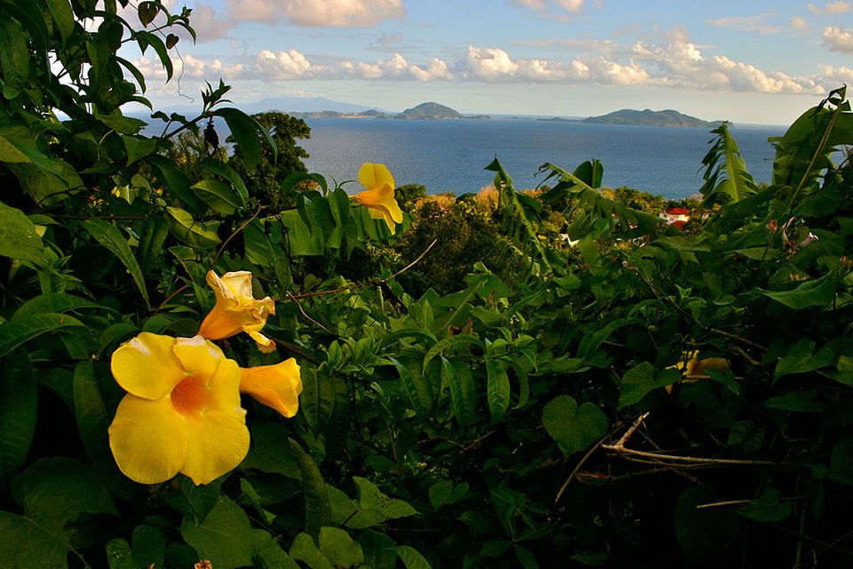 Rum auf Guadeloupe