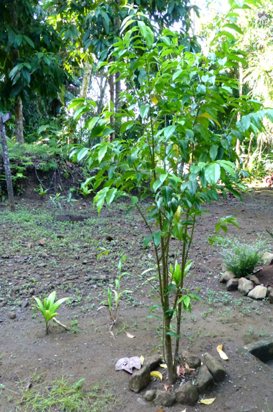 Ein 18-monatiger Gaharu-Baum aus dem Projekt Ein 18-monatiger Gaharu-Baum aus dem Projekt