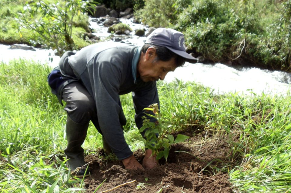 Ecuador: Erste Schattenbaumsetzlinge fanden im Januar 2012 ihren Weg in die Natur