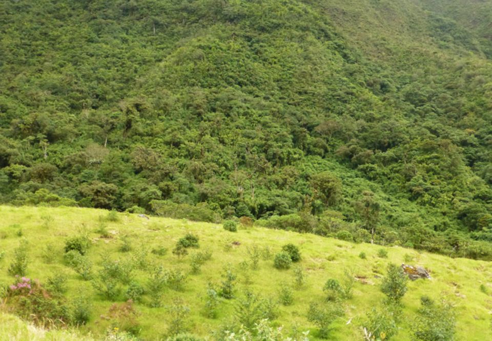 Ecuador: Die wieder aufgeforstete ehemalige Weide am Rand des Schutzwaldes der Gemeinde auf 2700 Meter ü.d.M. im Jahr 2015