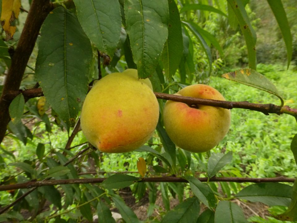 Ecuador: Zur Überraschung aller tragen im Juni 2015 selbst die im Projekt gepflanzten Aprikosenbäume bereits Früchte
