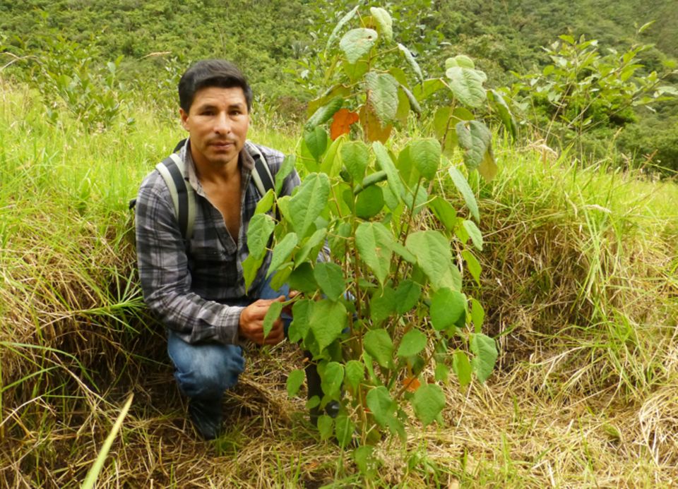 Ecuador: Milton Arcos mit zweijährigem Drachenblutbaum