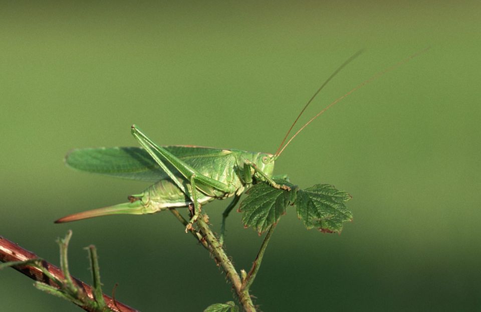 Natur im Sommer: Wahre Sangeskünstler: Heuschrecken Natur im Sommer: Wahre Sangeskünstler: Heuschrecken