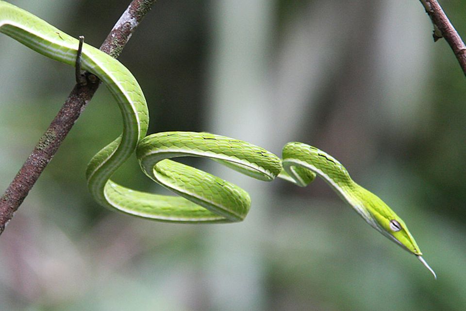 So nah kommen die meisten Menschen Schlangen im Dschungel nur ungern. Mit dieser Aufnahme aus dem thailändischen Doi-Inthanon-Nationalpark gewinnt GEO-Leserin Martina Kretschmer aus Hannover den GEO.de-Wettbewerb im August