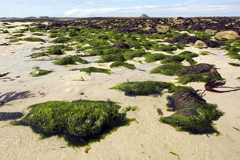 algen-was-sie-ber-algen-wissen-sollten-geo