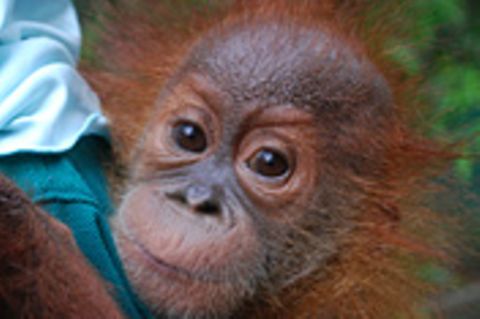 Sumatras letzte Orang-Utans