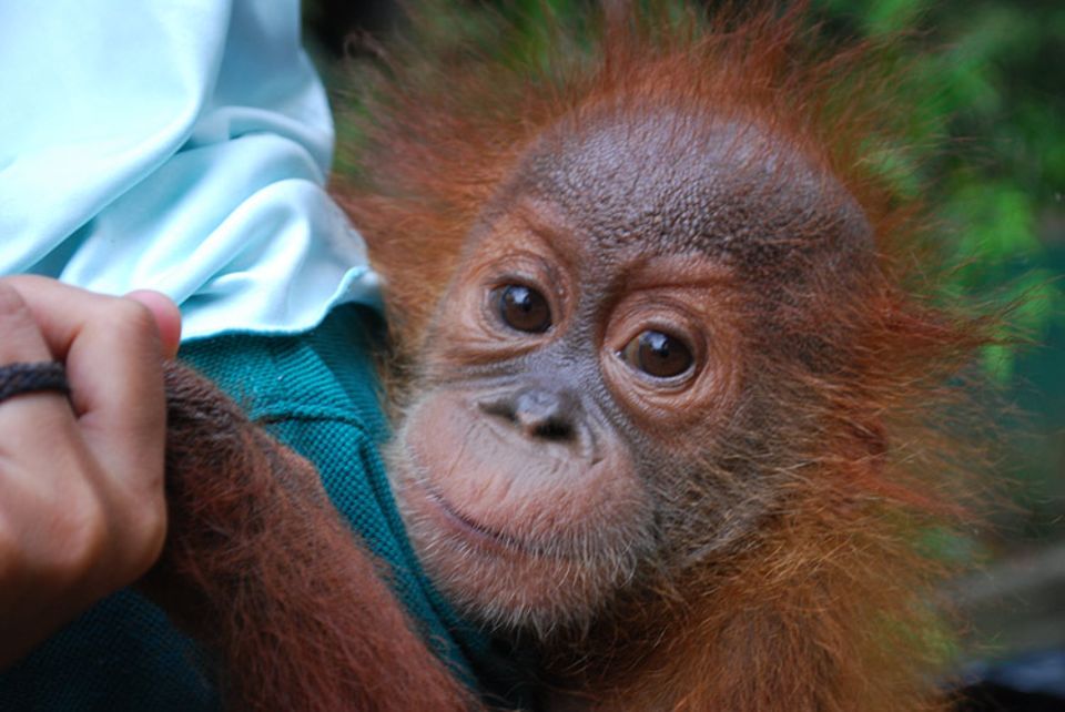 Etwa 50 Prozent aller auf Sumatra lebenden Orang Utans werden in Gefangenschaft gehalten, meist unter jämmerlichen Bedingungen