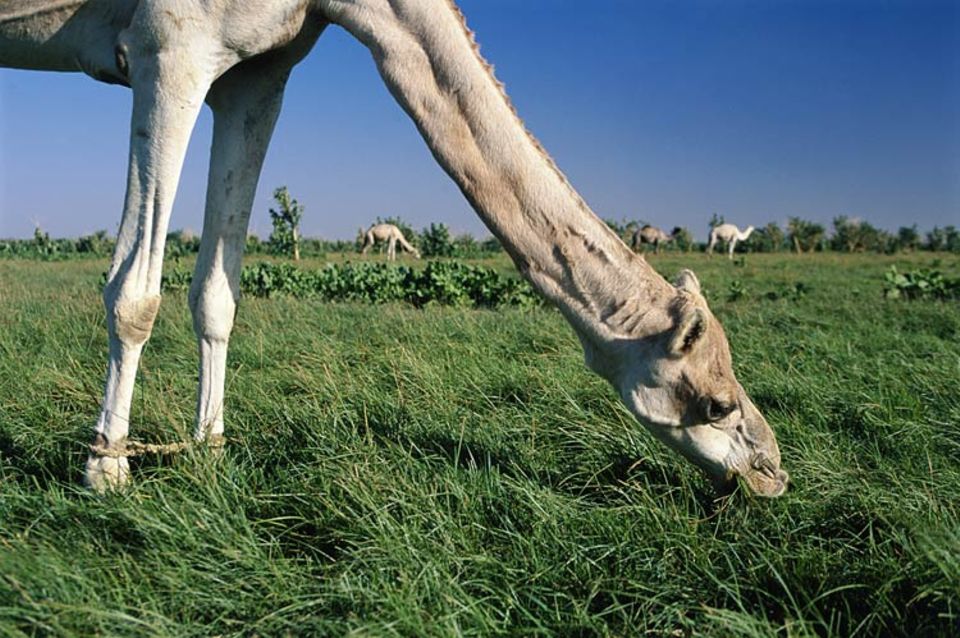 Redewendung: Mit zusammengebundenen Vorderbeinen kommen auch Camele nicht von der Weide