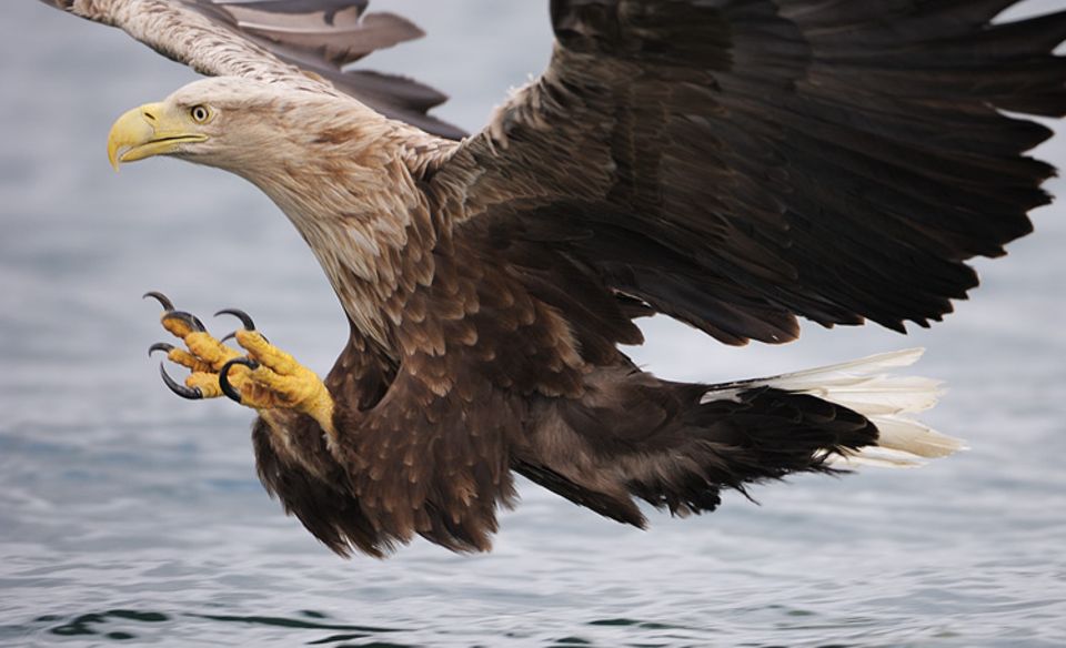 Das GEO-Titelfoto: ein Seeadler, den Fisch fest im Blick, kurz vorm Zugreifen Das GEO-Titelfoto: ein Seeadler, den Fisch fest im Blick, kurz vorm Zugreifen