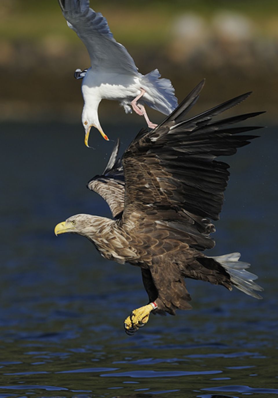 Seeadler und Möwe sind Fressfeinde. Wenn eine Möwe einen Fisch gefangen und verschluckt hat, nimmt ein Seeadler die Verfolgungsjagd auf, bis die Möwe den Fisch wieder hervorwürgt und der Seeadler ihn sich schnappen kann. Auf diesem Bild scheint es ausnahmsweise mal umgekehrt zu sein Seeadler und Möwe sind Fressfeinde. Wenn eine Möwe einen Fisch gefangen und verschluckt hat, nimmt ein Seeadler die Verfolgungsjagd auf, bis die Möwe den Fisch wieder hervorwürgt und der Seeadler ihn sich schnappen kann. Auf diesem Bild scheint es ausnahmsweise mal umgekehrt zu sein