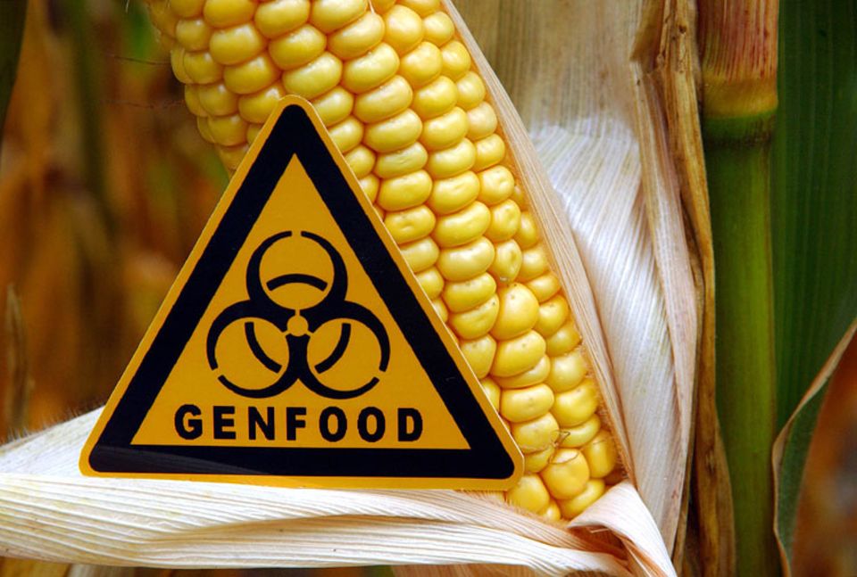 Gen-ethisches Netzwerk: Seit 2009 ist der Anbau des gentechnisch veränderten Mais MON 810 in Deutschland verboten. Deutsche Verbraucher lehnen Genfood mehrheitlich ab