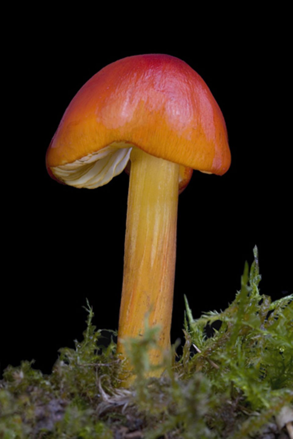 Pilze: Kirschrot, kiwigrün und safrangelb leuchtender Pilz aus der Gattung der Saftlinge