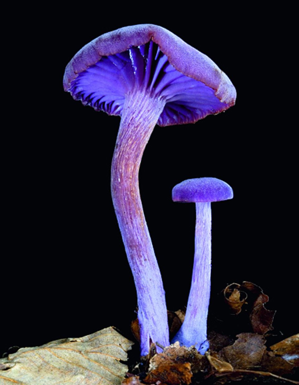 Pilze: Gut behütet sind die Sporen beim Violetten Lack-Trichterling. Wie bei allen Ständerpilzen - zu denen etwa auch der Champignon gehört - sitzen sie in den Lamellen auf der Unterseite des Huttes