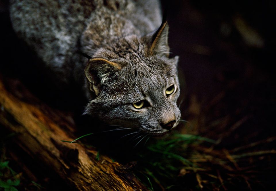 Wildpark: Gute Augen und ein scharfes Gehör helfen dem Luchs in der Dunkelheit Wildpark: Gute Augen und ein scharfes Gehör helfen dem Luchs in der Dunkelheit