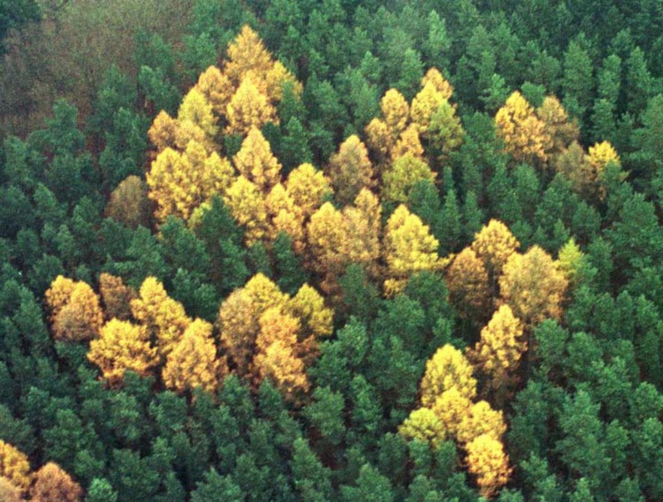 Rechte Ökos: Im Wald von Zernikow ließ 1938 ein linientreuer Förster Lärchen in Form eines 60 mal 60 Meter großen Hakenkreuzes anpflanzen. Die Forstverwaltung schritt erst im Jahr 2000 ein und ließ die Bäume fällen Rechte Ökos: Im Wald von Zernikow ließ 1938 ein linientreuer Förster Lärchen in Form eines 60 mal 60 Meter großen Hakenkreuzes anpflanzen. Die Forstverwaltung schritt erst im Jahr 2000 ein und ließ die Bäume fällen