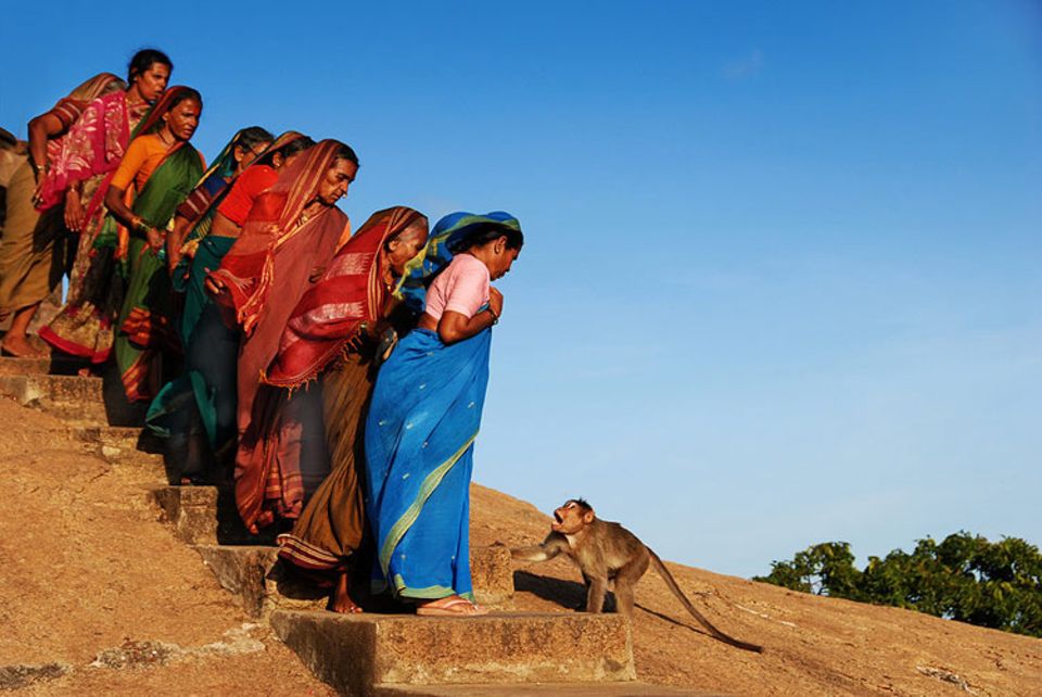 Straßensperre: Ängstlich und respektvoll begegnen indische Pilgerinnen einem aggressiven Tempelaffen in Mamallapuram nahe Chennai. GEO-Leser Hartmut Wimmer aus Tübingen gewinnt mit diesem Bild den GEO.de-Wettbewerb im Oktober Straßensperre: Ängstlich und respektvoll begegnen indische Pilgerinnen einem aggressiven Tempelaffen in Mamallapuram nahe Chennai. GEO-Leser Hartmut Wimmer aus Tübingen gewinnt mit diesem Bild den GEO.de-Wettbewerb im Oktober