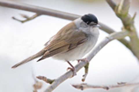 Zugvögel: Warum in die Ferne schweifen?