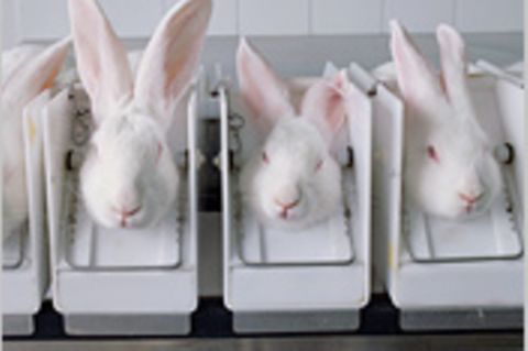 Tierversuche: Schönheit ohne Tierleid