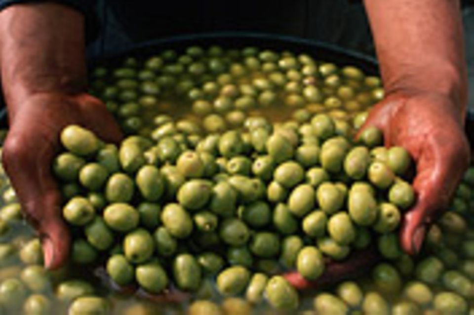 Mosel: Olivenhaine am Südhang
