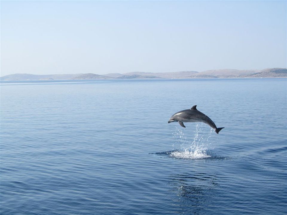 Bei einem Segeltörn in der Nähe der kroatischen Insel Pašman fotografierte GEO-Leser Peter Schmidtbauer aus Stuttgart diesen Delfin bei einem zirkusreifen Sprung und gewinnt mit der Aufnahme den GEO.de-Wettbewerb im November