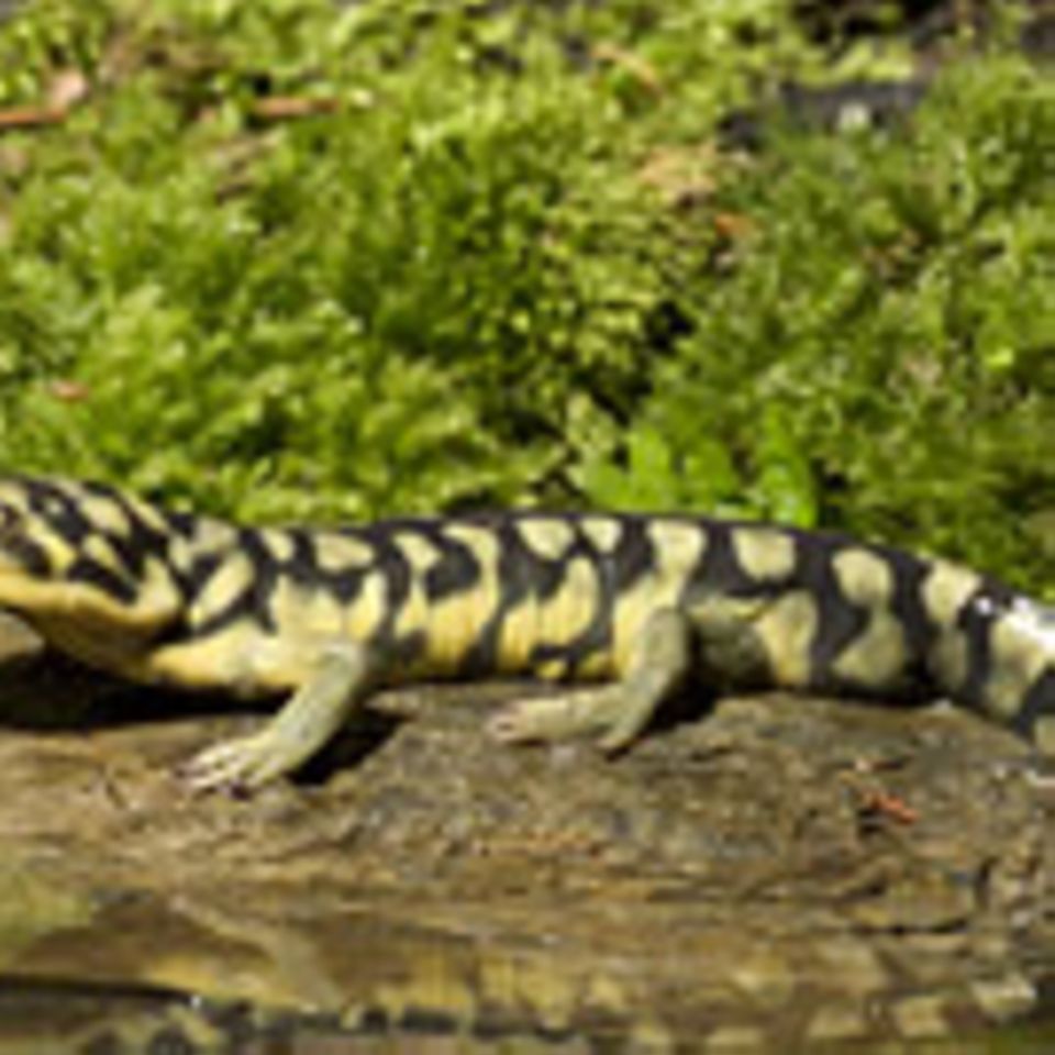 Ökologie: Klimawandel lässt Tigersalamander und Passionsfrüchte schrumpfen