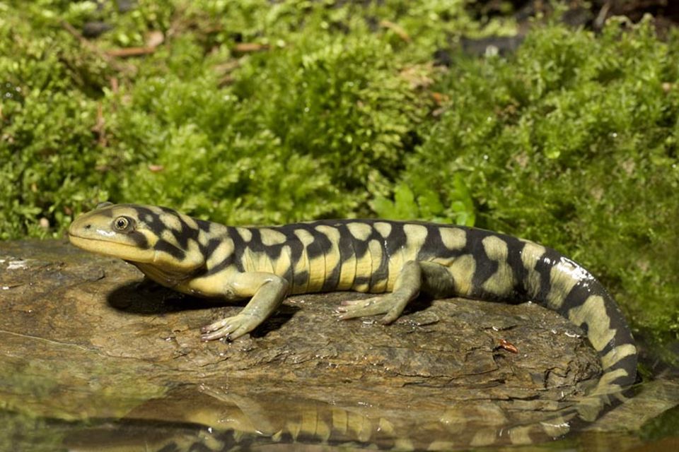 Ökologie: Forscher konnten nachweisen, dass Tigersalamander (Ambystoma tigrinum) schrumpfen - wegen des Klimawandels