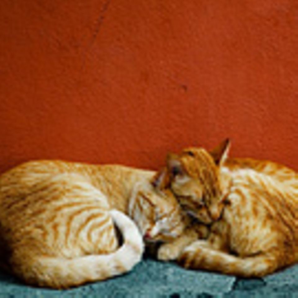 Schiebepuzzle: Katzen