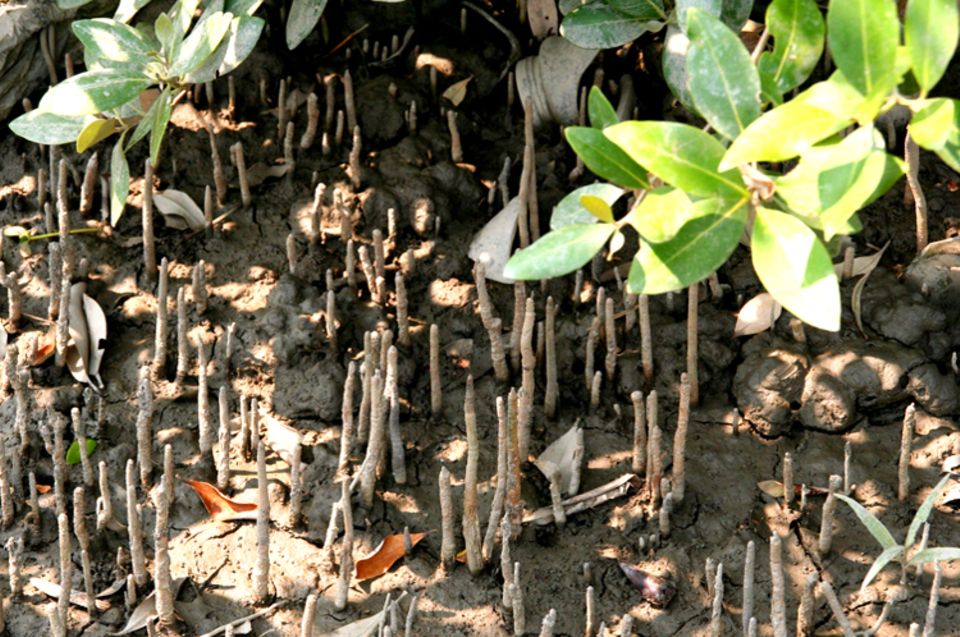 Indien: Luftwurzeln junger Mangroven