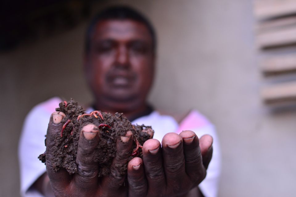 Indien: Wurmkompost aus eigener Herstellung Indien: Wurmkompost aus eigener Herstellung
