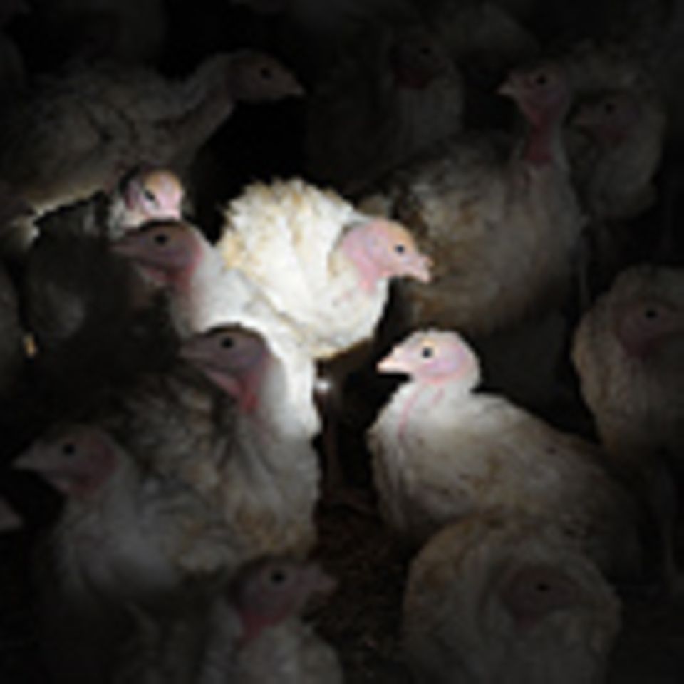 Massentierhaltung: Antibiotika in der Tiermast: "Viertel nach zwölf"