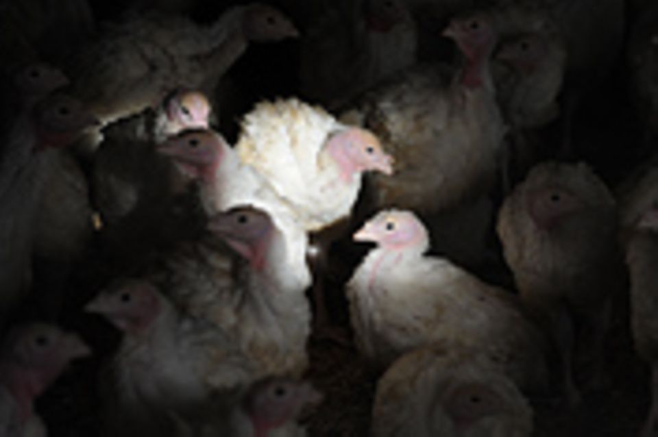 Massentierhaltung: Antibiotika in der Tiermast: "Viertel nach zwölf"