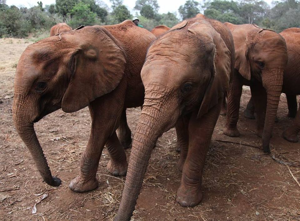 Der Regenwald rund um den Mount Kenya ist die Heimat von ca. 2000 Elefanten. Auch sie gilt es vor Großwildjägern zu schützen Der Regenwald rund um den Mount Kenya ist die Heimat von ca. 2000 Elefanten. Auch sie gilt es vor Großwildjägern zu schützen