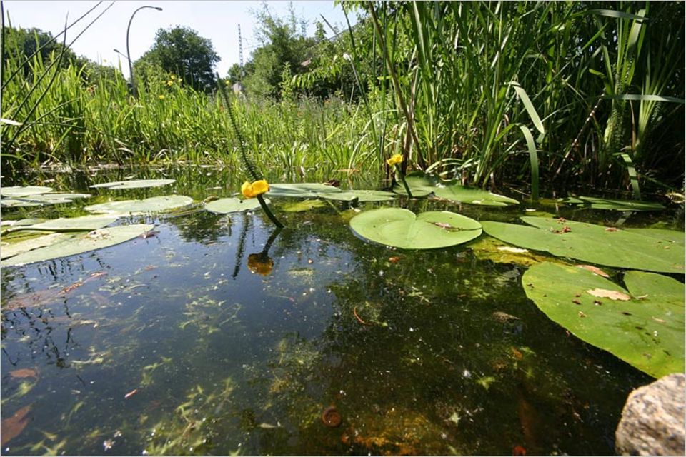 Naturgärten: Wasser wertet jeden Garten auf - und zieht Tiere magisch an Naturgärten: Wasser wertet jeden Garten auf - und zieht Tiere magisch an