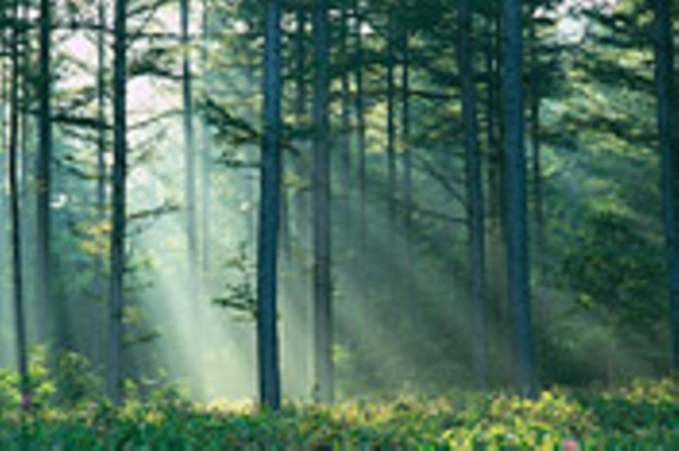 Bitte Ruhe für den Wald