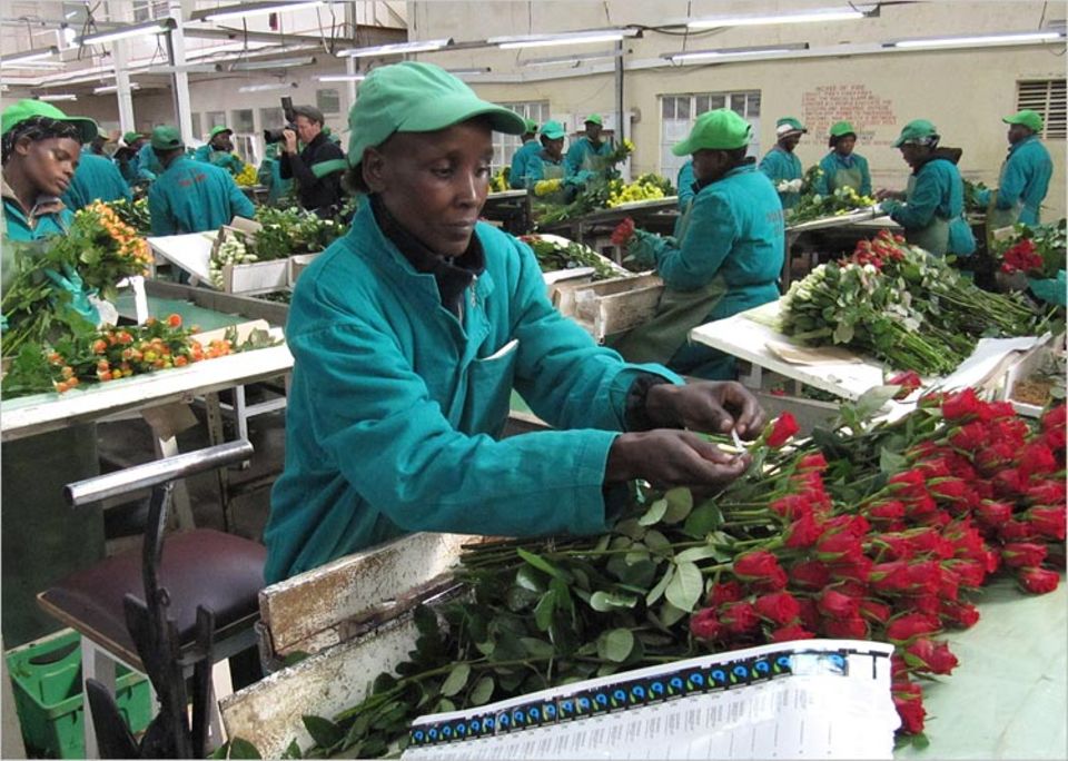 Rund 40 Prozent der Rosen, die bei uns zum Verkauf angeboten werden, stammen aus Afrika. Einige von ihnen hat Ann Chapkirui versandfertig gemacht