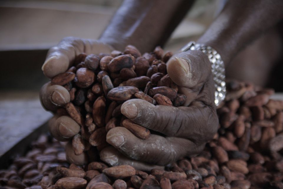 Er macht dem Namen "Theobroma Cacao", der "Speise der Götter" alle Ehre: Cakao Nacional aus Ecuador Er macht dem Namen "Theobroma Cacao", der "Speise der Götter" alle Ehre: Cakao Nacional aus Ecuador