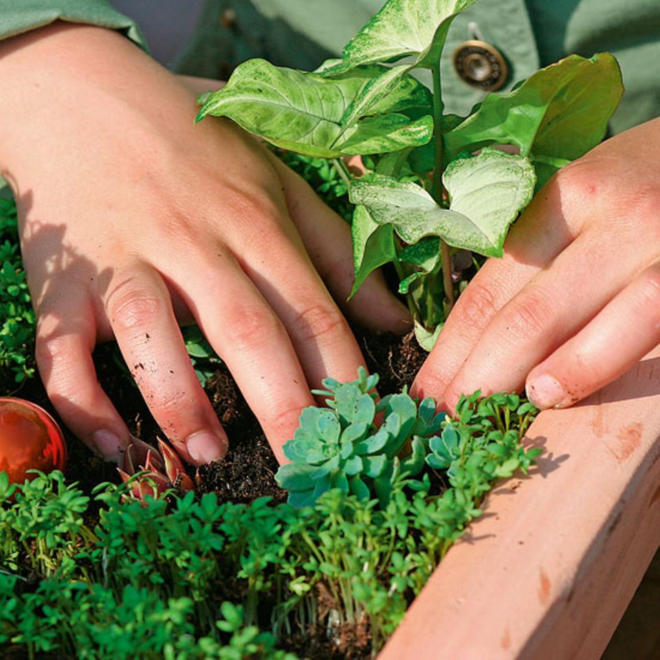 Urban Gardening: Eine grüne Oase für euer Zimmer Urban Gardening: Eine grüne Oase für euer Zimmer