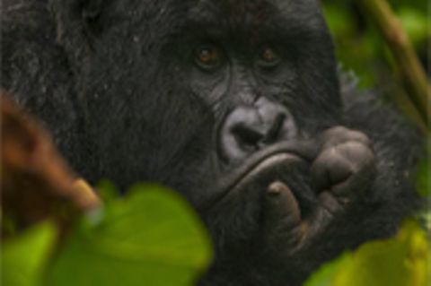 Demokratische Republik Kongo: Gorilla-Nationalpark Virunga in Not