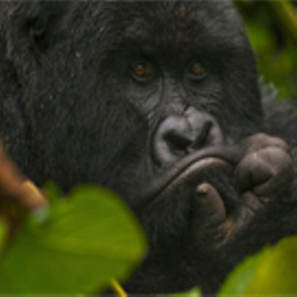 Demokratische Republik Kongo: Gorilla-Nationalpark Virunga in Not