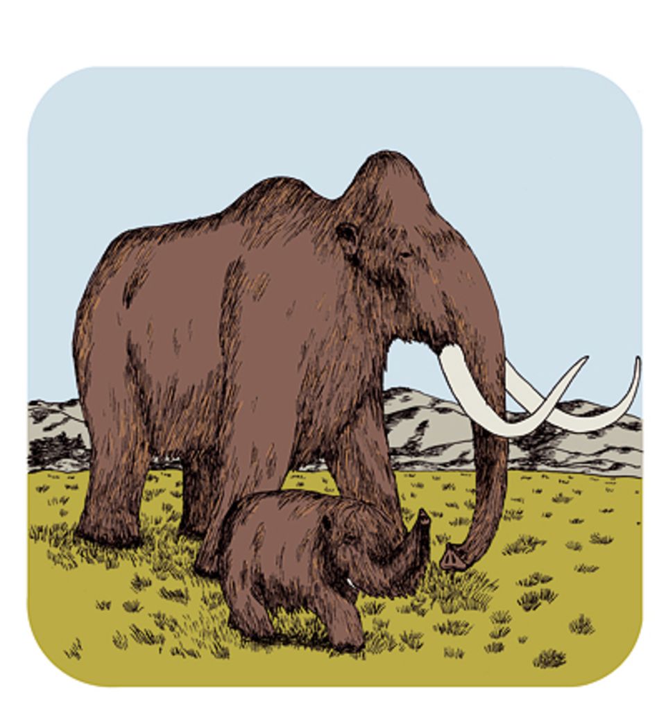 Das Wollhaarmammut starb vor 15.000 Jahren aus